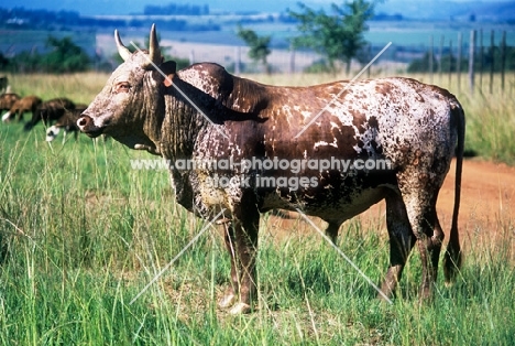 nguni bull in swaziland