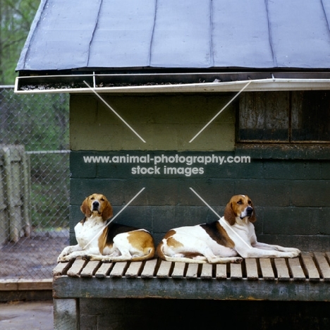 american foxhounds, middleburgh foxhounds