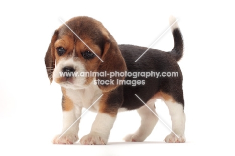 Beagle puppy on white background