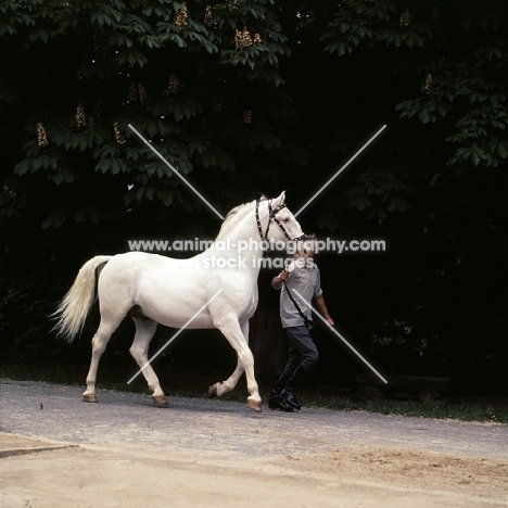 Lipizzaner stallion, Pluto XXV1 trotting past with handler at szilvasvarad