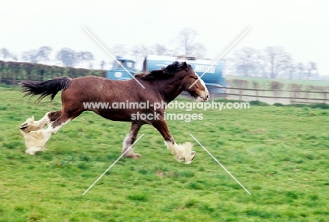 Clydesdale running in a field