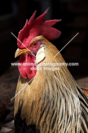 Leghorn cockerel