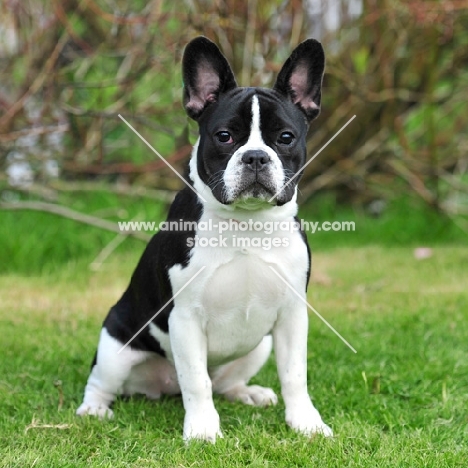 french bulldog showing NON standard black and white colour since the new color change by the KC (UK)