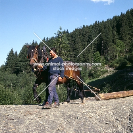 noric horse pulling logs on a path in austria