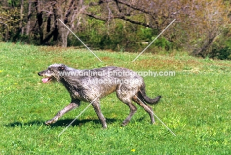am ch cruachan barbaree olympian, deerhound, trotting across field