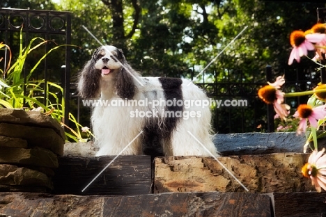 Cocker Spaniel in garden