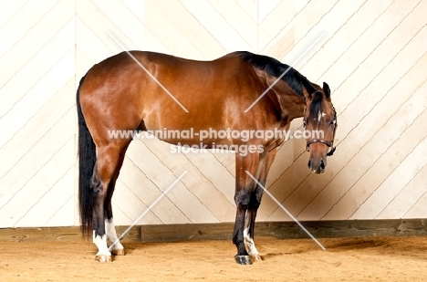 Bay Quarter Horse standing in indoor arena.