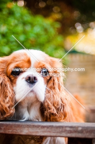 Cavalier King Charles Spaniel portrait