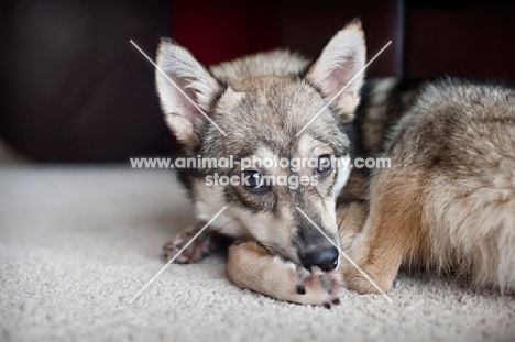 alaskan klee kai resting head on paws