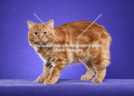 Cymric cat on purple background