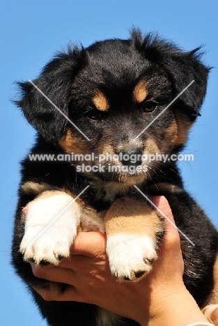 Miniature Australian Shepherd puppy