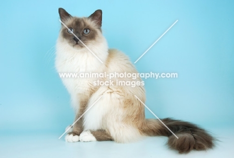 blue point Birman cat in studio