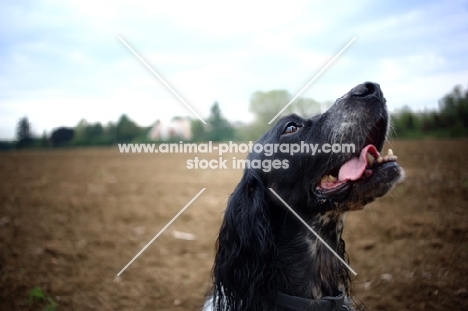 happy English Setter in a countryside scenery