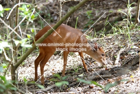 Red Forest Duiker