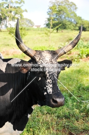 Nguni Cattle