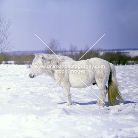 yakut pony in snow