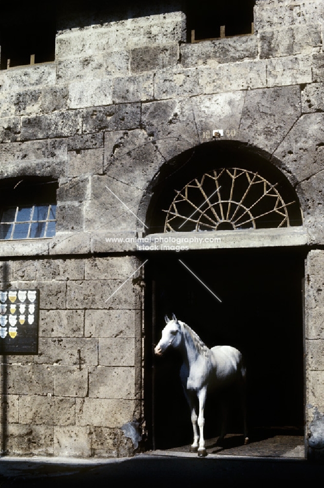 saher, arab stallion standing in doorway at marbach