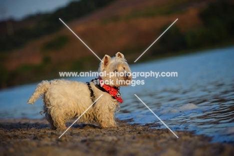 West Highland White Terrier