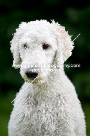 white standard Poodle portrait