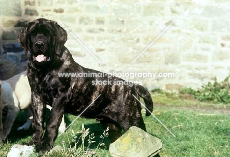 mastiff puppy