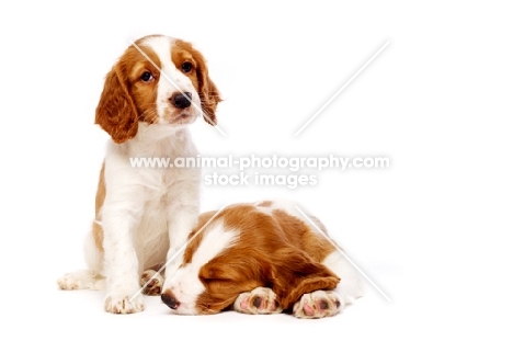 Welsh Springer Spaniel