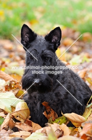 Scottish Terrier