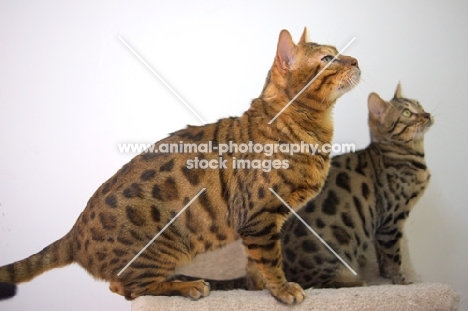 two bengal cats sitting on scratch post, white wall on the background