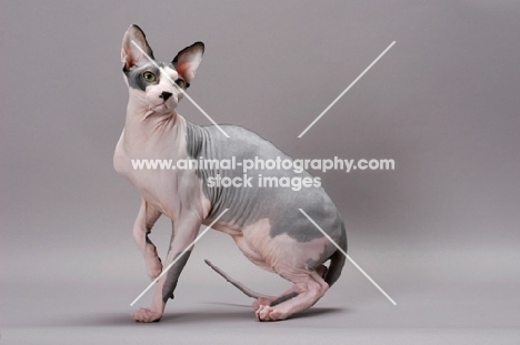 Spynx cat on grey background