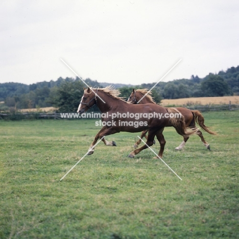Martini, Tito Naesdal, two Frederiksborg stallions cantering across field