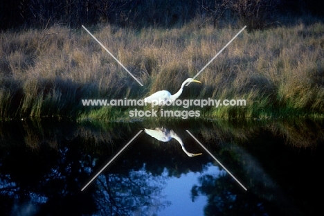 great egret in the everglades, florida