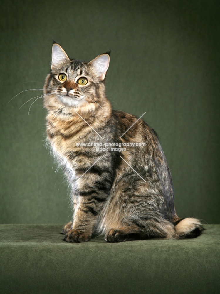 American Bobtail sitting to Left showing Bobtail