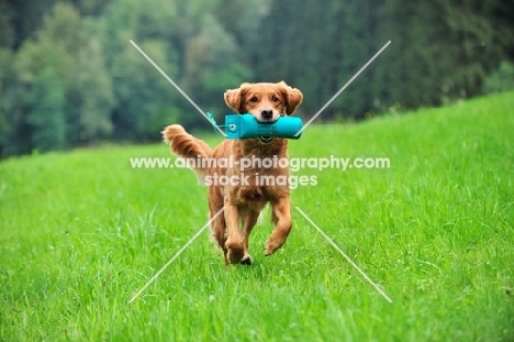 Working line Golden Retriever bitch carrying a dummy