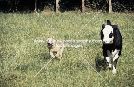 australian cattle dog working a calf