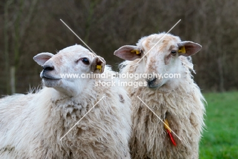 two curious mergelland ewes in the Netherlands