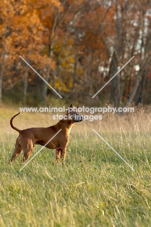 Thailand Ridgeback in field