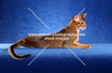 Abyssinian on blue background
