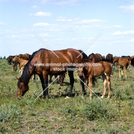 Budyonny mares grazing with foal full body