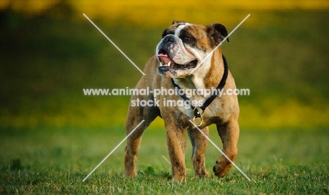 Bulldog walking on grass