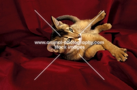 young abyssinian cat lying on red cloth