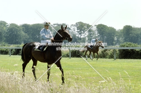 racehorses and jockeys riding at goodwood