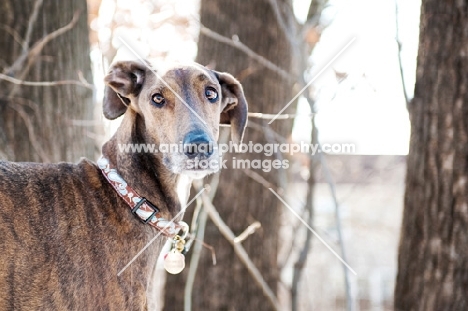 Portrait of a Greyhound x Great Dane in the woods.
