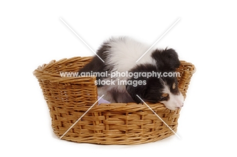 Border Collie puppy looking down from basket