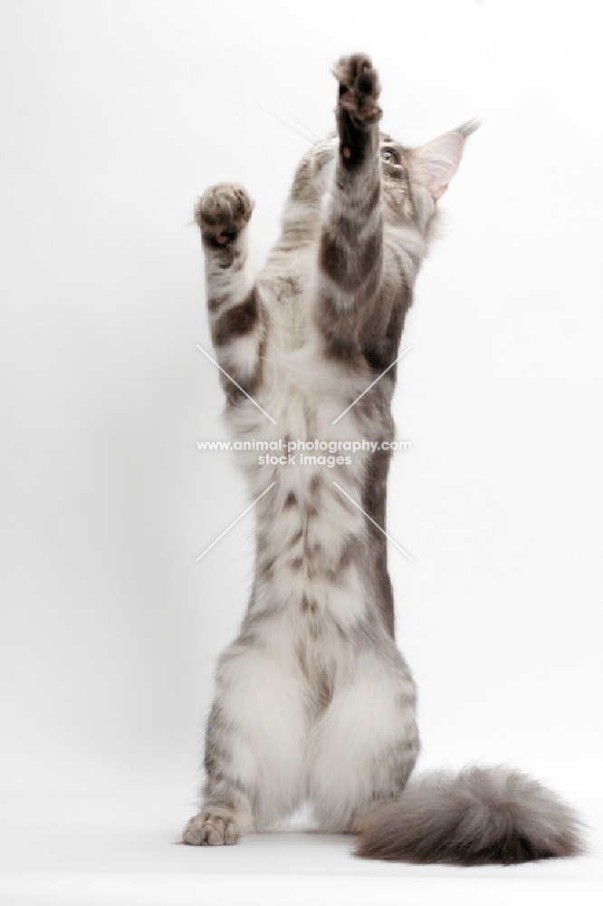 Blue Silver Classic Tabby Maine Coon, reaching up