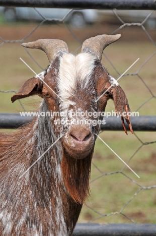 Zulu goat