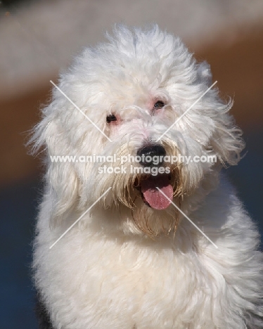 Old English Sheepdog portrait