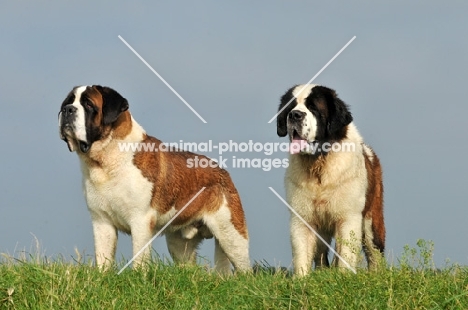 two Saint Bernards