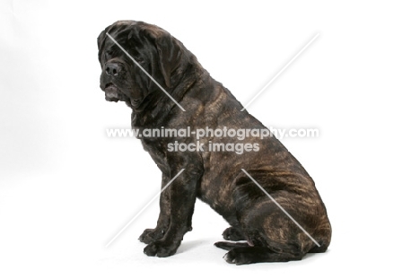 Brindle Mastiff sitting in studio