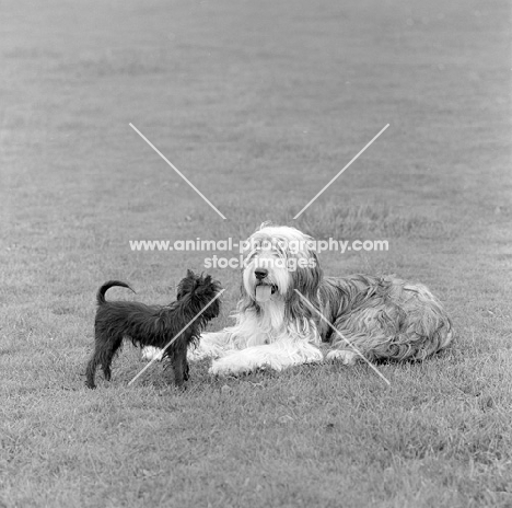 affenpinscher with bearded collie