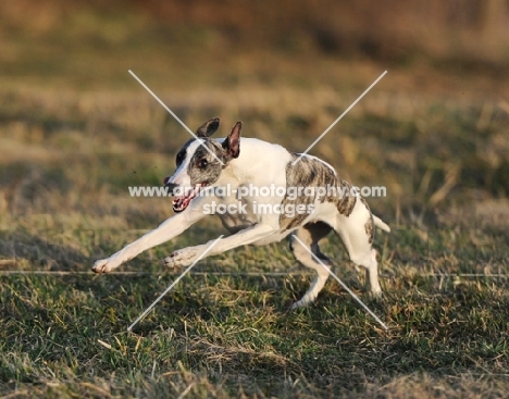 mongrel dog running in field