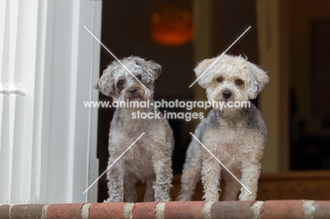 two Yorkipoos (Yorkshire Terrier / Poodle Hybrid Dog) also known as Yorkiedoodle